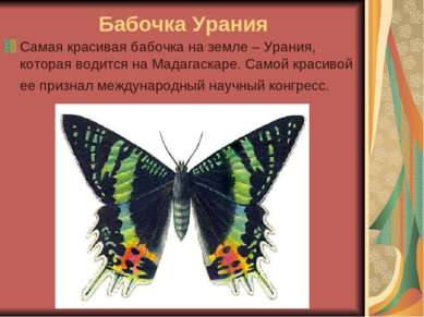Бабочка Урания Самая красивая бабочка на земле – Урания, которая водится на М...