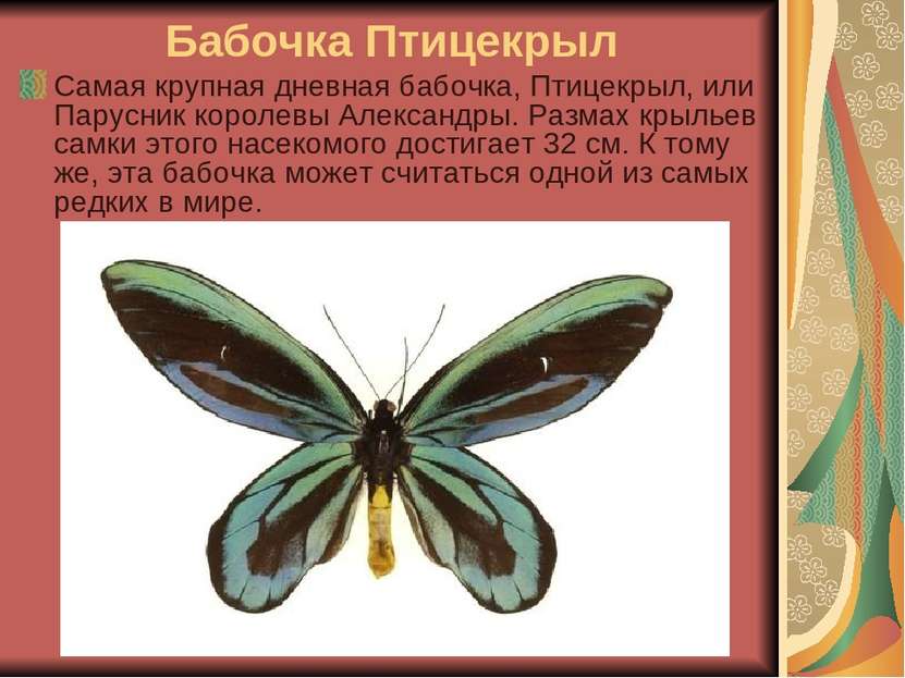 Бабочка Птицекрыл Самая крупная дневная бабочка, Птицекрыл, или Парусник коро...