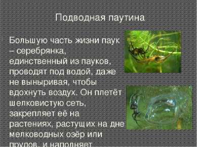 Подводная паутина Большую часть жизни паук – серебрянка, единственный из паук...
