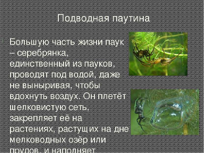 Подводная паутина Большую часть жизни паук – серебрянка, единственный из паук...