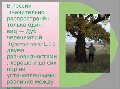 В России значительно распространён только один вид — Дуб черешчатый (Quercus ...