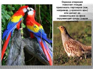 Окраска оперения помогает птицам привлекать партнеров (как, например, у красн...