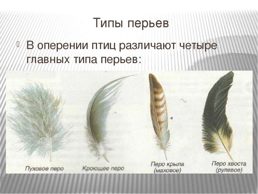 Типы перьев В оперении птиц различают четыре главных типа перьев: