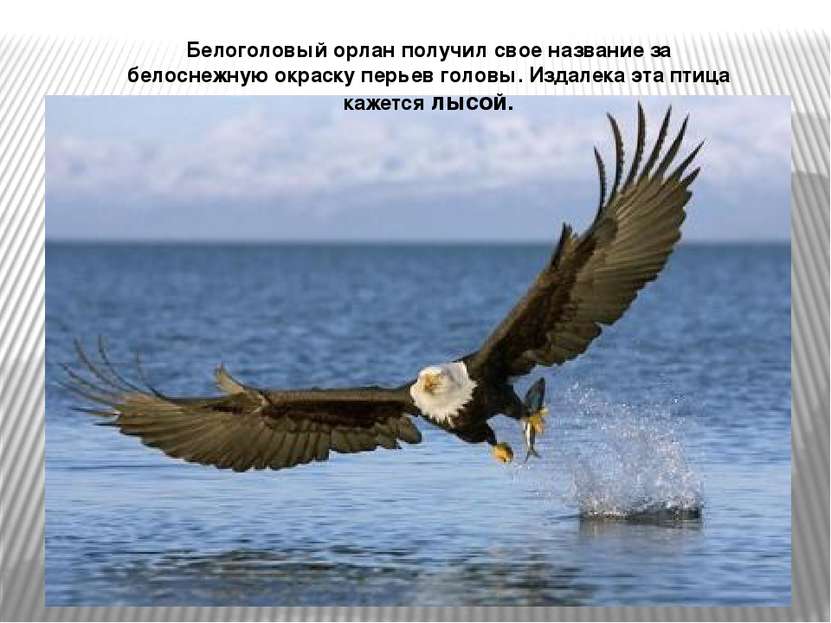 Белоголовый орлан получил свое название за белоснежную окраску перьев головы....