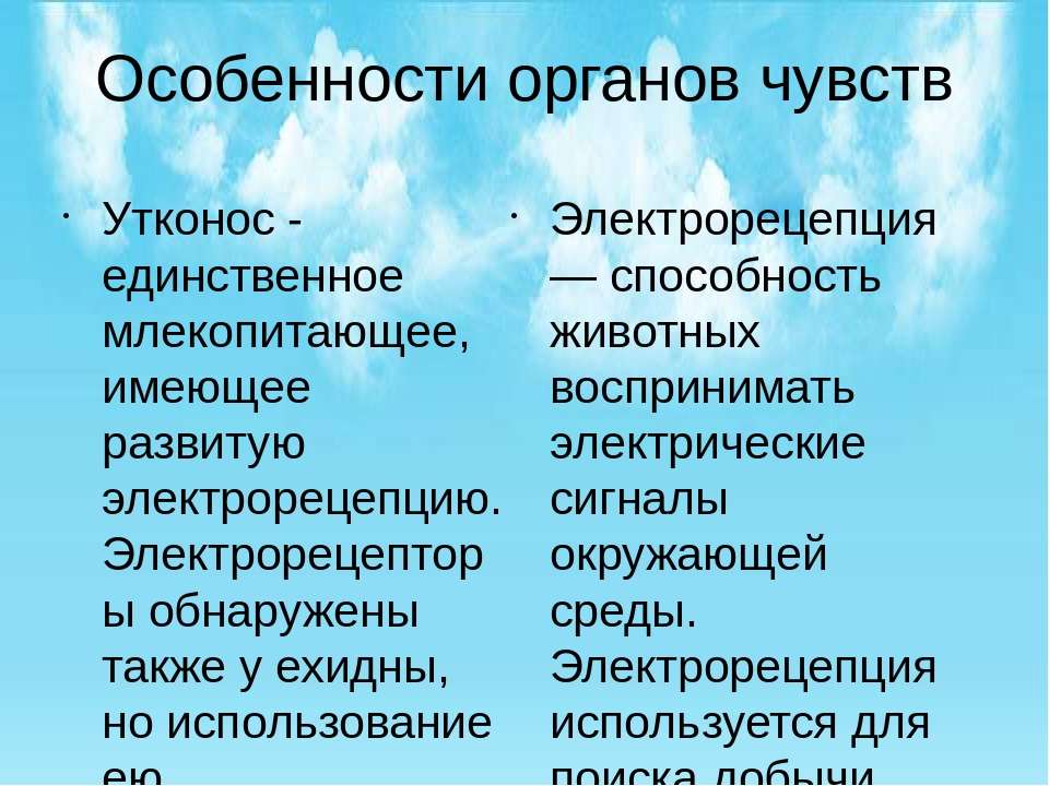 Электрорецепция утконоса. Электрорецепция у животных. Электрорецепция. Первозвери надписи в реферат.