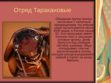 Отряд Таракановые Обширная группа ночных насекомых с неполным превращением. Н...