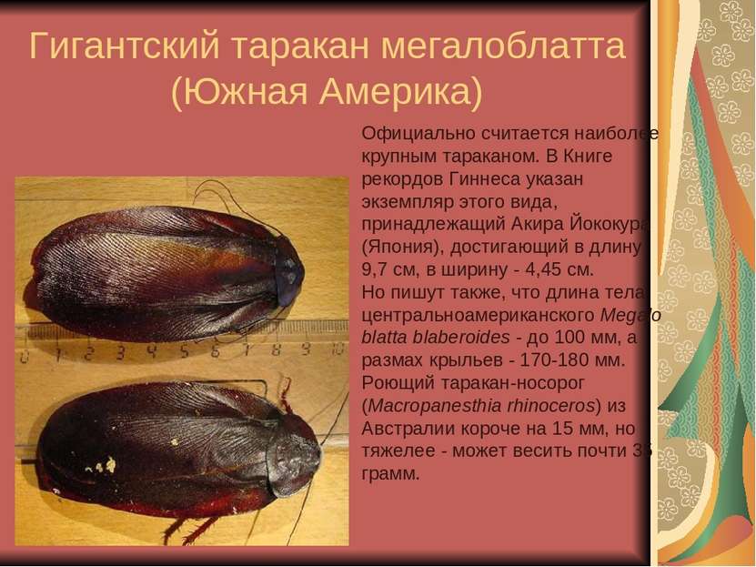 Гигантский таракан мегалоблатта (Южная Америка) Официально считается наиболее...