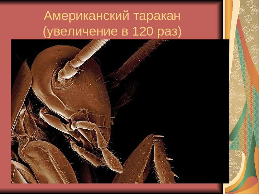 Американский таракан (увеличение в 120 раз)