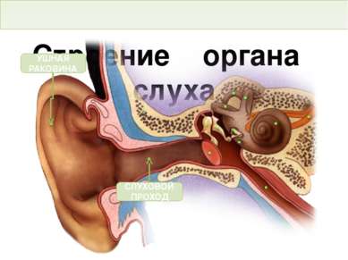Строение органа слуха Тема. Строение и функции слухового анализатора. Гигиена...
