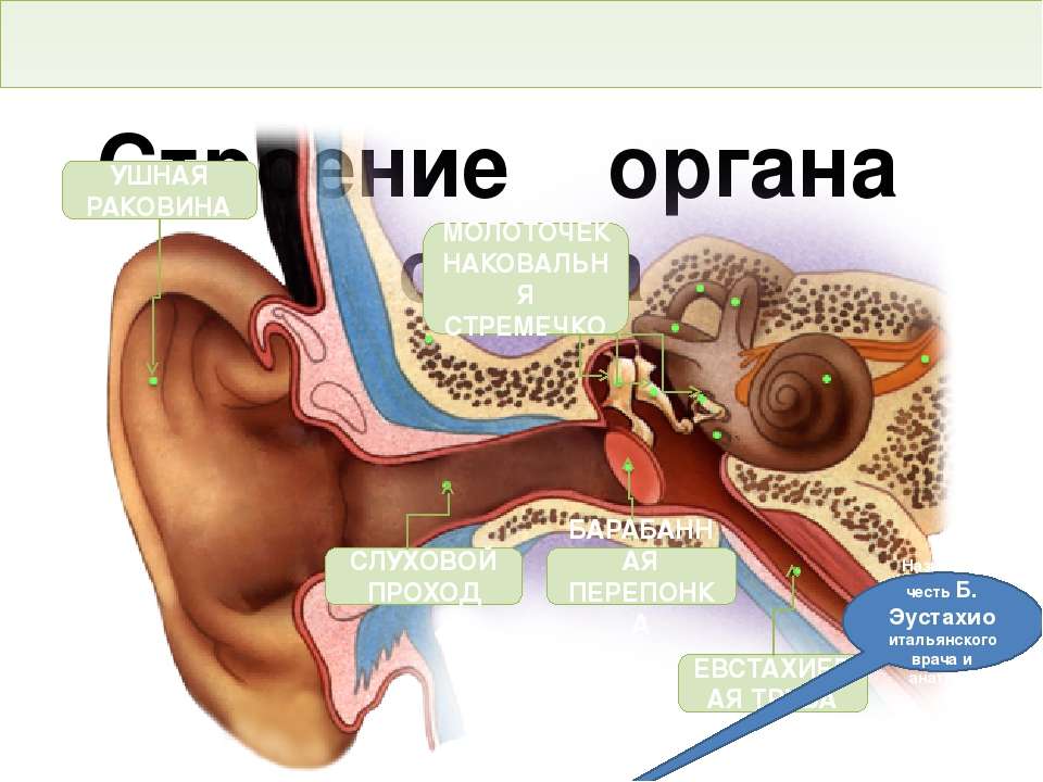 Тест орган слуха слуховой анализатор. Гигиена слуха ЕГЭ. Евстахиевая труба анатомия. Молоточек наковальня стремечко. Дсфункция слуховой трубы.