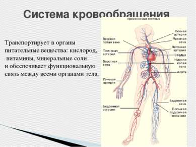 Система кровообращения Транспортирует в органы питательные вещества: кислород...