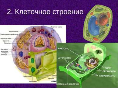 2. Клеточное строение