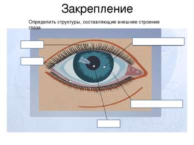 Закрепление 1 2 3 4 5 Определить структуры, составляющие внешнее строение глаза