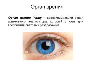 Орган зрения Орган зрения (глаз) – воспринимающий отдел зрительного анализато...