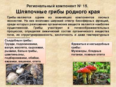 Региональный компонент № 15. Шляпочные грибы родного края Грибы являются одни...