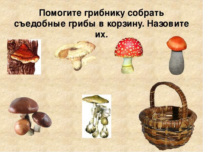Помогите грибнику собрать съедобные грибы в корзину. Назовите их.