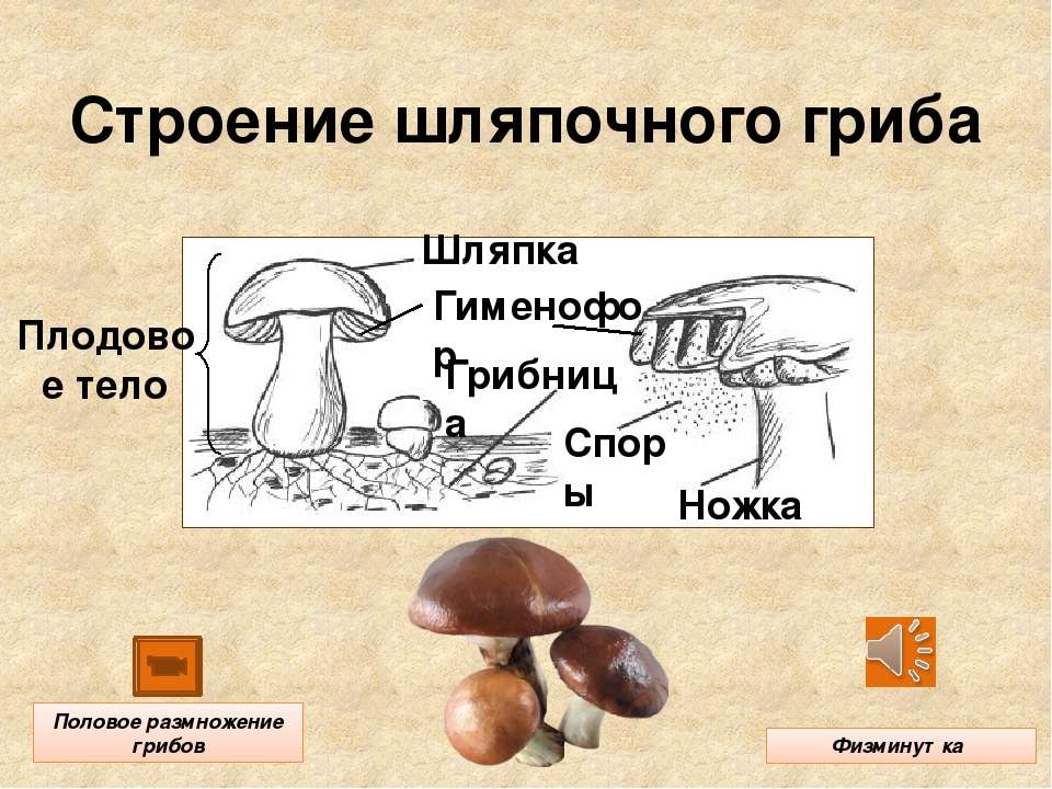 Три примера шляпочных грибов. Строение шляпочного гриба. Строение грибницы. Размножение шляпочного гриба. Размножение шляпочных грибов.