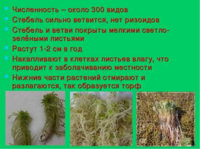 Численность – около 300 видов Стебель сильно ветвится, нет ризоидов Стебель и...