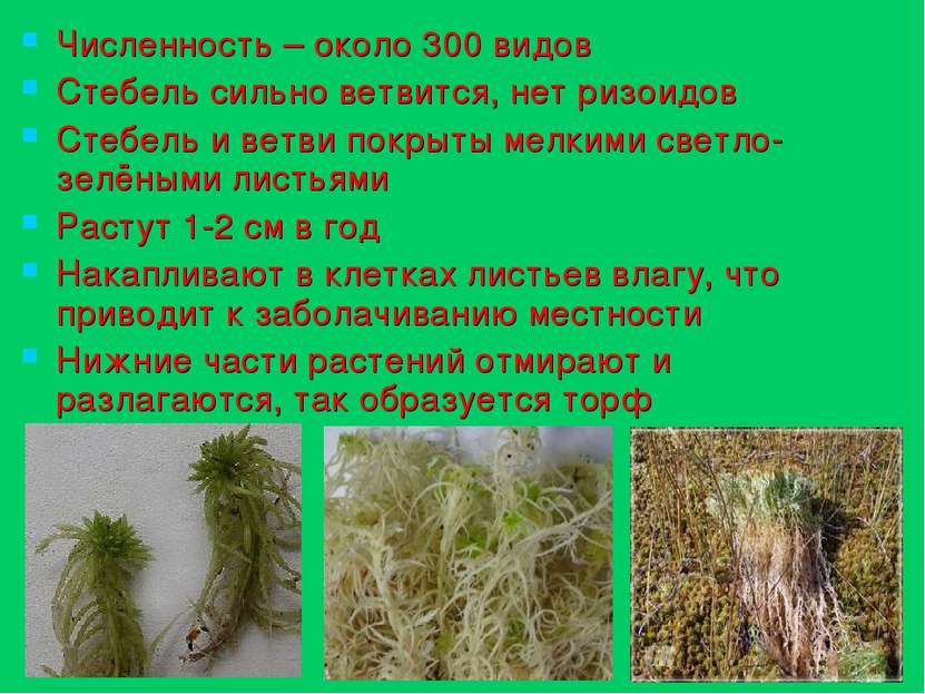 Численность – около 300 видов Стебель сильно ветвится, нет ризоидов Стебель и...