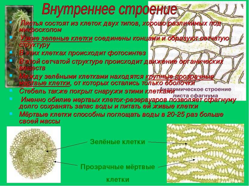 Листья состоят из клеток двух типов, хорошо различимых под микроскопом Узкие ...