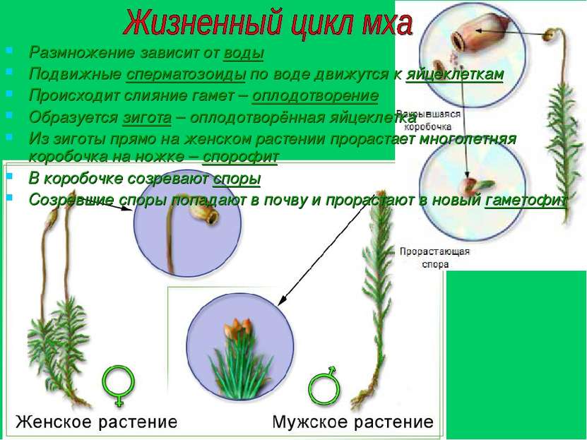 Размножение зависит от воды Подвижные сперматозоиды по воде движутся к яйцекл...