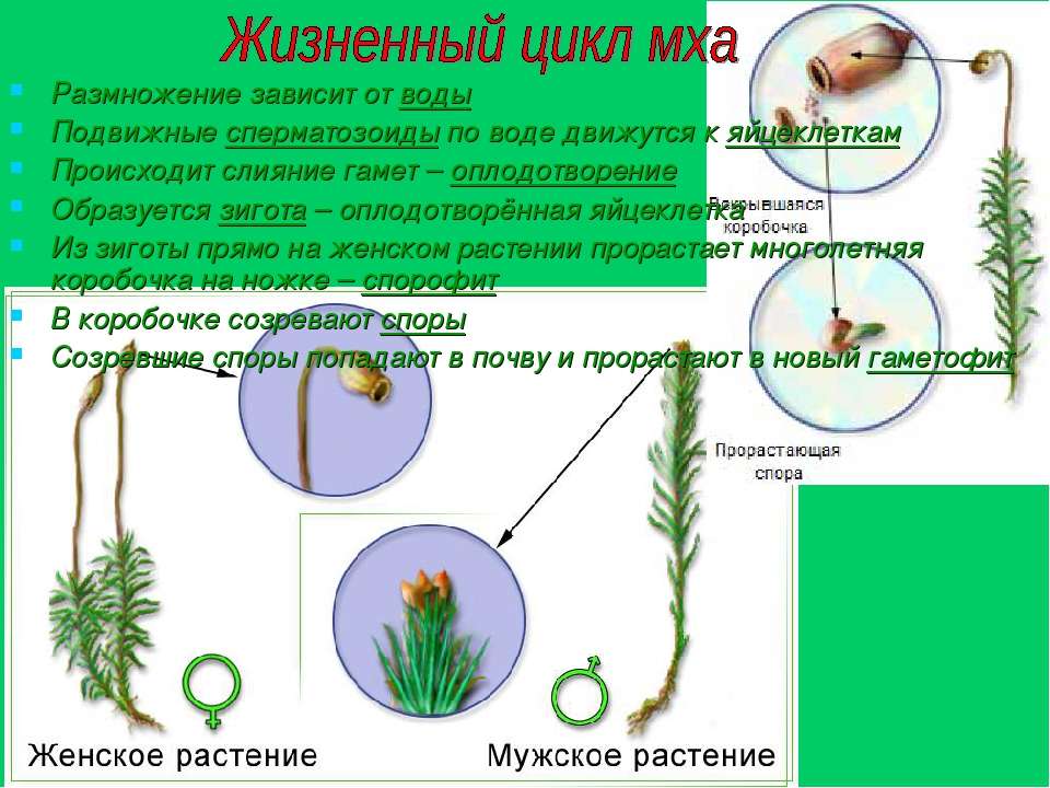 Последовательность жизненного цикла мхов