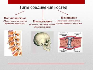 Типы соединения костей
