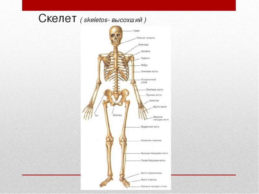 Скелет ( skeletos- высохший )
