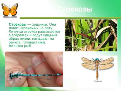 Стрекозы — хищники. Они ловят насекомых на лету. Личинки стрекоз развиваются ...