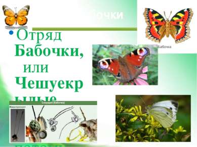 Отряд Бабочки, или Чешуекрылые назван так потому, что крылья бабочек покрыты ...