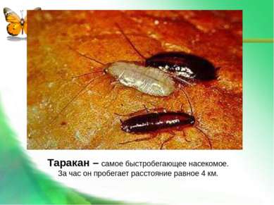 Таракан – самое быстробегающее насекомое. За час он пробегает расстояние равн...
