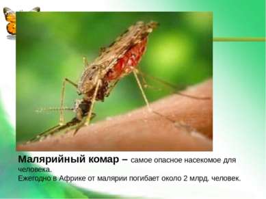 Малярийный комар – самое опасное насекомое для человека. Ежегодно в Африке от...