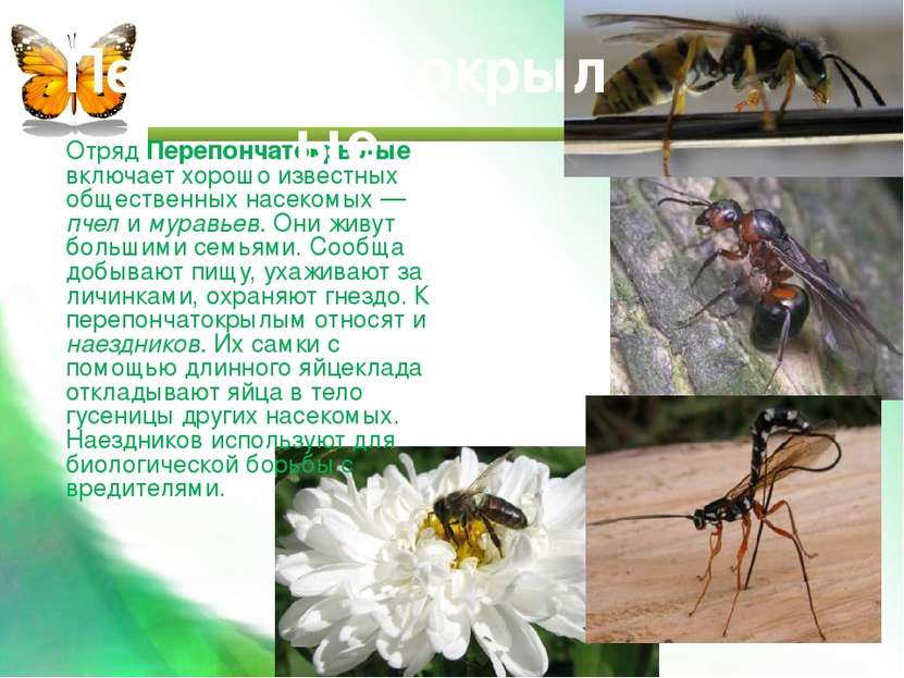 Отряд Перепончатокрылые включает хорошо известных общественных насекомых — пч...