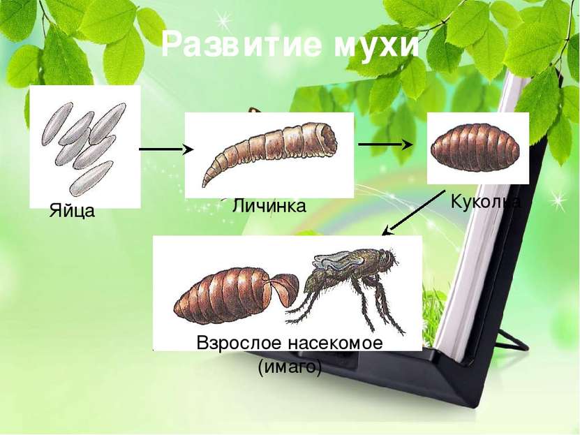 Развитие мухи Яйца Личинка Куколка Взрослое насекомое (имаго)