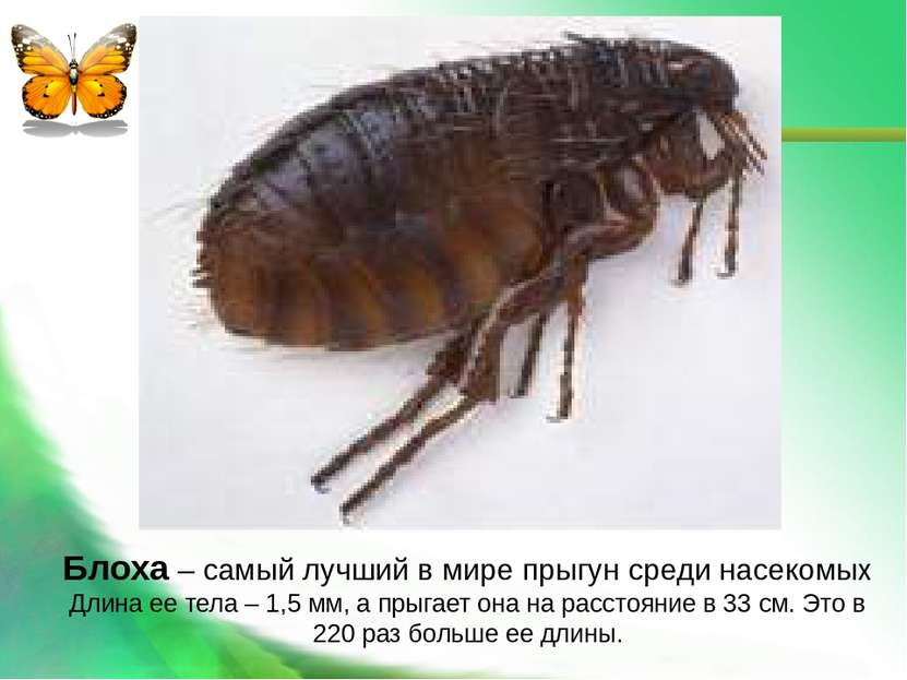 Блоха – самый лучший в мире прыгун среди насекомых Длина ее тела – 1,5 мм, а ...