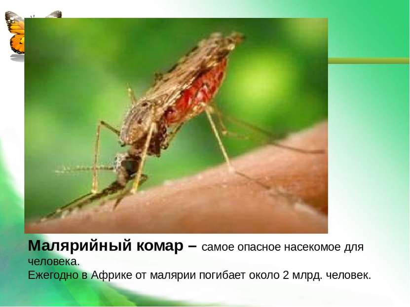 Малярийный комар – самое опасное насекомое для человека. Ежегодно в Африке от...