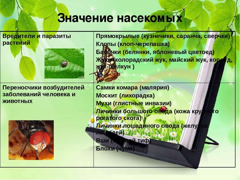 Значение насекомых Вредители и паразиты растений Прямокрылые (кузнечики, сара...