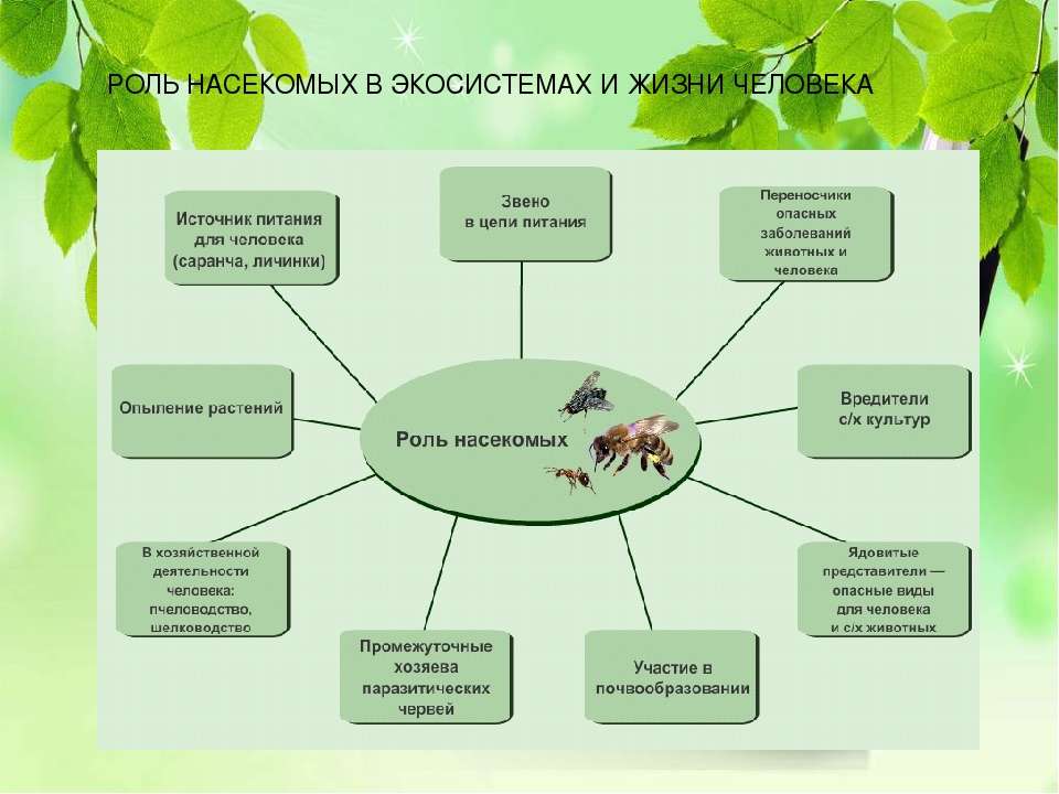 Роль человека в биогеоценозе