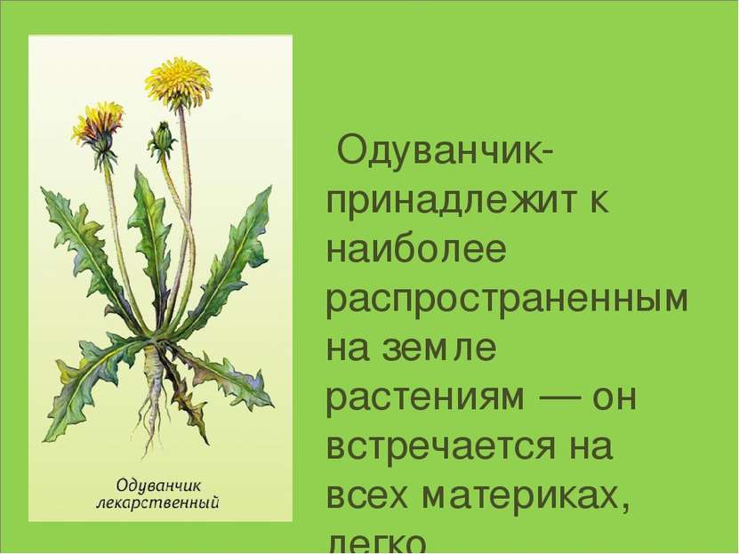   Одуванчик- принадлежит к наиболее распространенным на земле растениям — он ...
