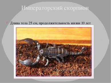 Императорский скорпион Длина тела 25 см, продолжительность жизни 10 лет