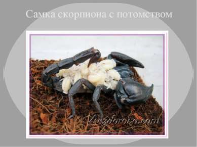 Самка скорпиона с потомством