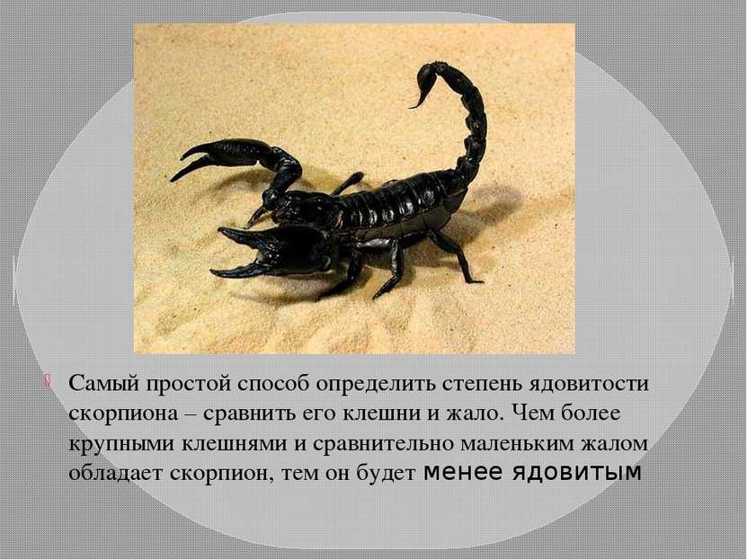 Самый простой способ определить степень ядовитости скорпиона – сравнить его к...