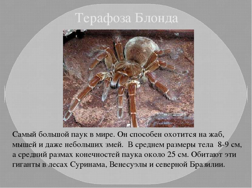 Терафоза Блонда Самый большой паук в мире. Он способен охотится на жаб, мышей...