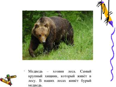 Медведь – хозяин леса. Самый крупный хищник, который живёт в лесу. В наших ле...