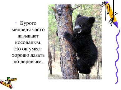 Бурого медведя часто называют косолапым. Но он умеет хорошо лазать по деревьям.