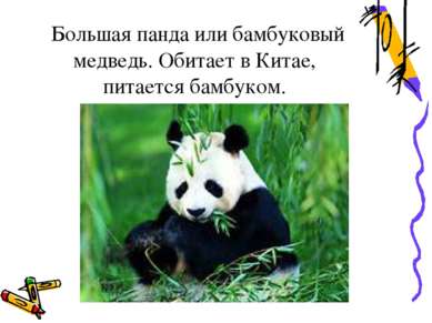 Большая панда или бамбуковый медведь. Обитает в Китае, питается бамбуком.