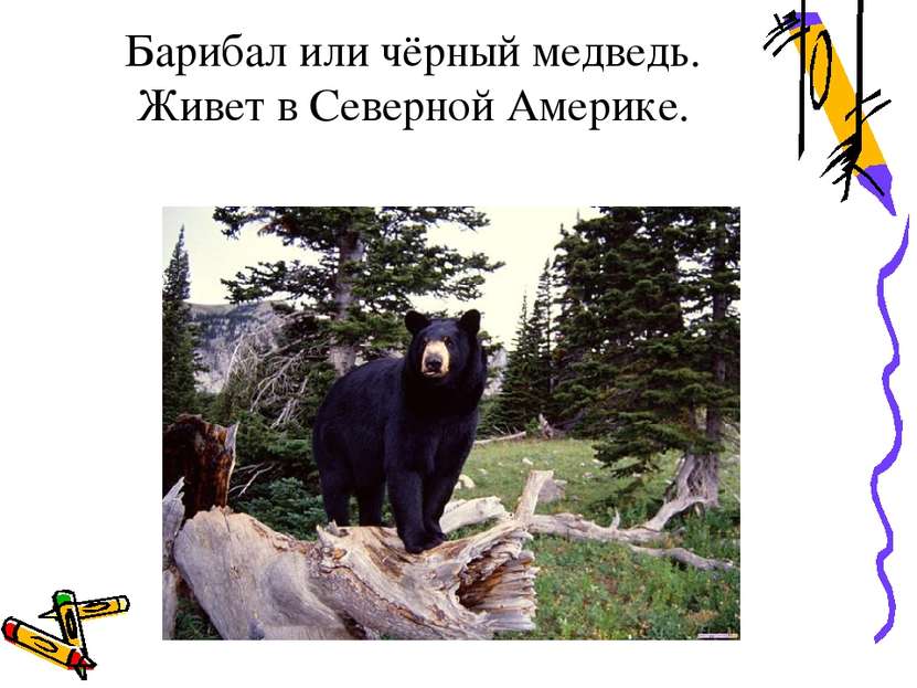 Барибал или чёрный медведь. Живет в Северной Америке.