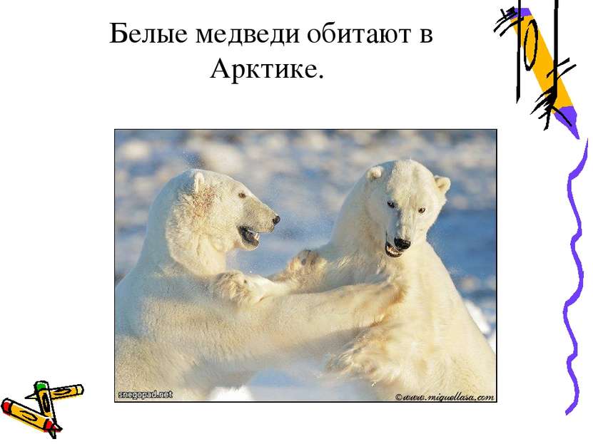 Белые медведи обитают в Арктике.