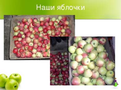 Наши яблочки