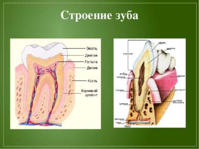 Строение зуба